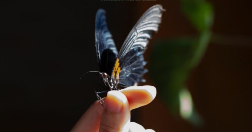 Butterfly Instagram captions